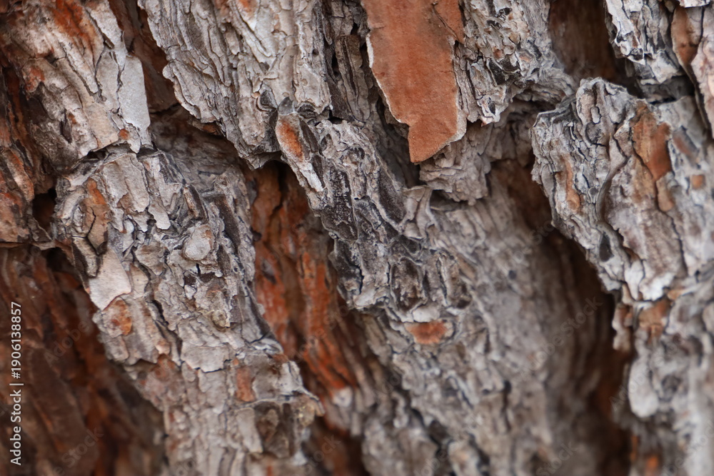 Fototapeta premium Close up texture of rough brown tree bark.