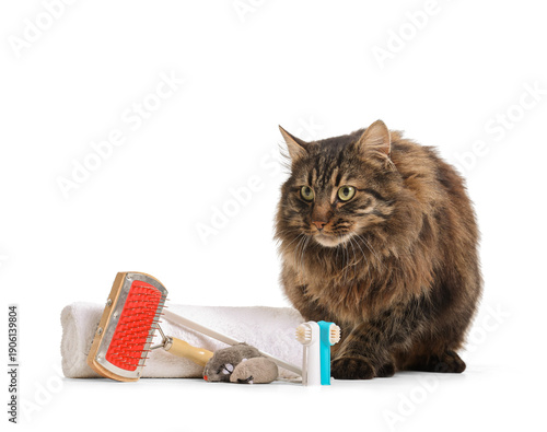 Cute fluffy cat with toothb...