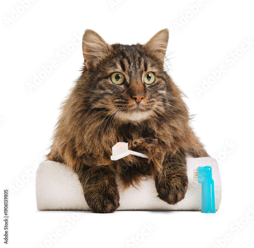 Cute fluffy cat with toothb...