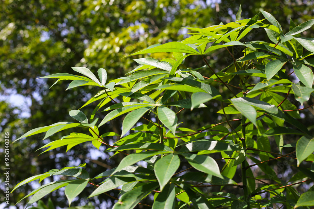 Fototapeta premium Green leaves of a cassava plant grow in the field.