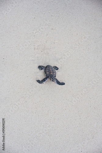 Tetiaroa Atoll – Guardians of the Green Turtles and Seabirds