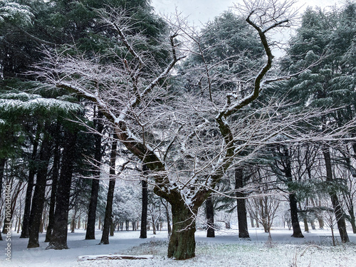 雪の樹木