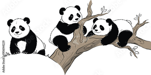 Cute panda bears playing on tree branch, adorable black and white animal illustration, wildlife nature vector, cartoon panda family scene