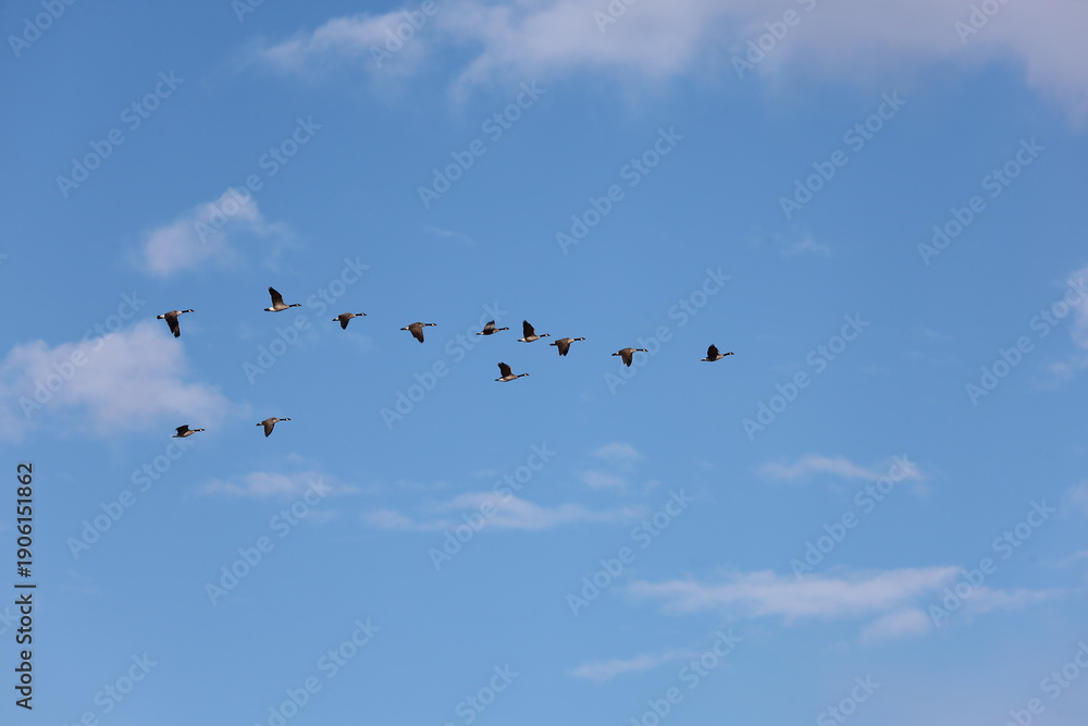 Obraz premium migrating geese in flight