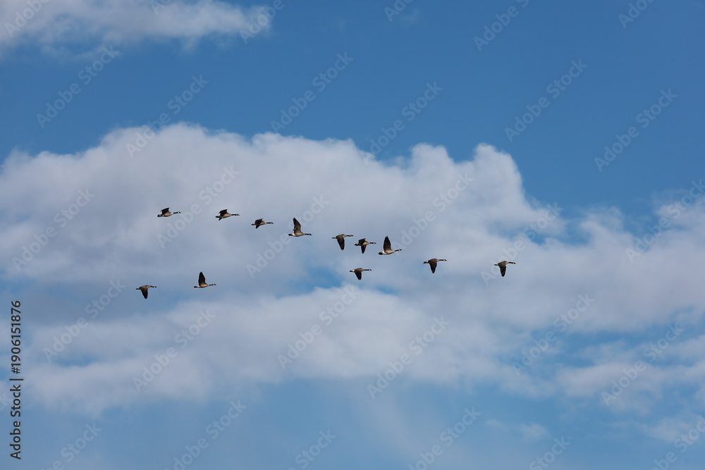 Fototapeta premium Migrating geese