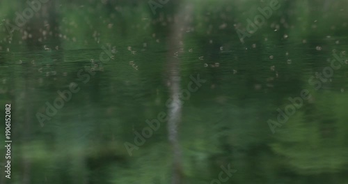 Close view of a mosquito swarm hovering above the water surface of the Una River in Bosnia. Natural freshwater habitat showing insects associated with mosquito-borne diseases in a riverside ecosystem.