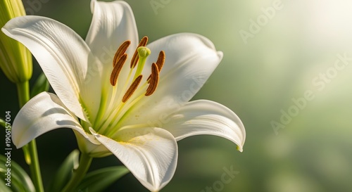 Wallpaper Mural A beautiful white lily flower in full bloom viewed from the side in a lush green garden Torontodigital.ca