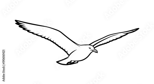 Seagull Flying with Outstretched Wings Illustration.