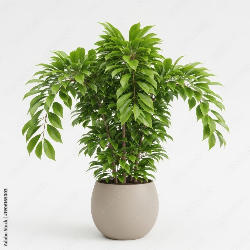 Fototapeta premium Lush green indoor money tree plant in white ceramic pot minimalist decor