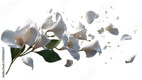 White flower petals disintegrating in motion against white background.