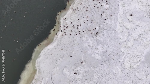 Aerial Vistula River ice water winter ducks Poland overhead 4K. Winter season cold arctic temperatures, ice flows and dangerous ice jams. Longest river in Poland. To Baltic Sea. Transportation.