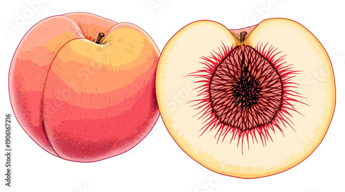 A whole peach and a halved peach showing its juicy flesh and pit, rendered in a detailed illustration style.