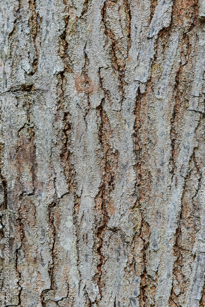 Fototapeta premium Rough Tree Bark Texture Background with Deep Cracks