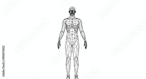 Human muscular anatomy medical sketch illustration