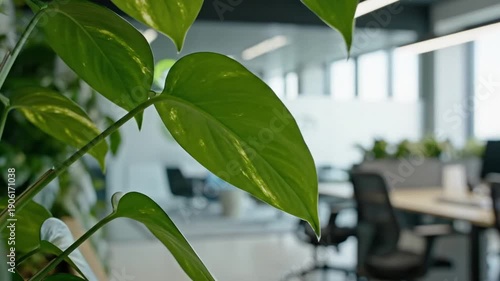 Close Up Plant Leaves In Modern Office Interior With Natural Light.