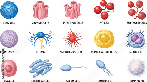 Human cell vector illustration showing stem cell, neuron, epithelial, sperm, egg, lymphocyte, medical biology anatomy diagram for education