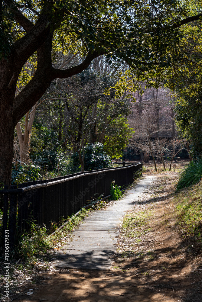 Fototapeta premium 三浦海岸2624 小松が池公園7 遊歩道