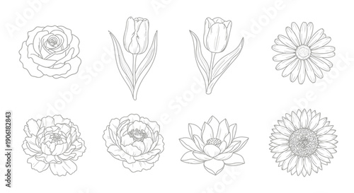 Elegant line art illustrations of various blooming flowers including tulips, daisies, peonies, and water lilies, perfect for botanical designs.