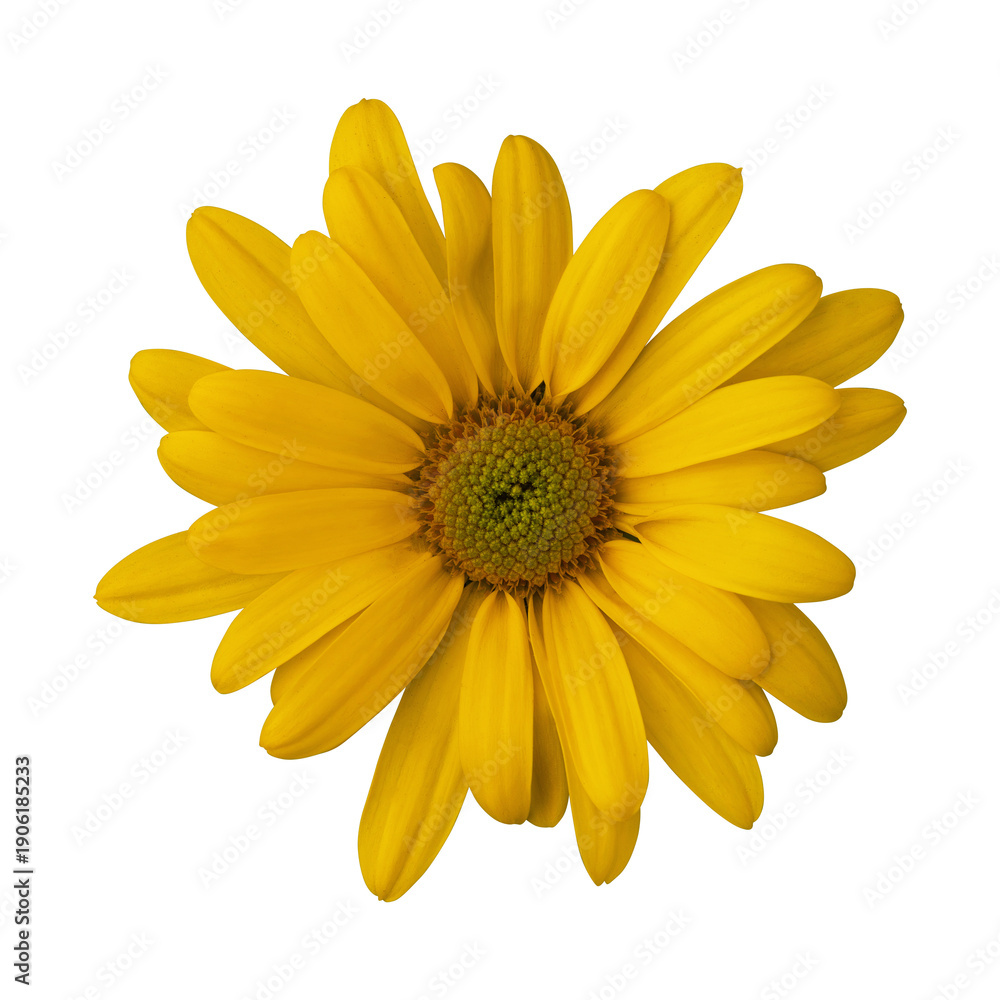 Obraz premium Yellow single daisy mum chrysanthemum flower isolated on transparent background