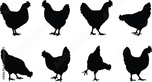 Chicken silhouettes vector set, farm poultry collection illustration, isolated hen profiles black outlines, domestic bird livestock icons, agriculture design elements