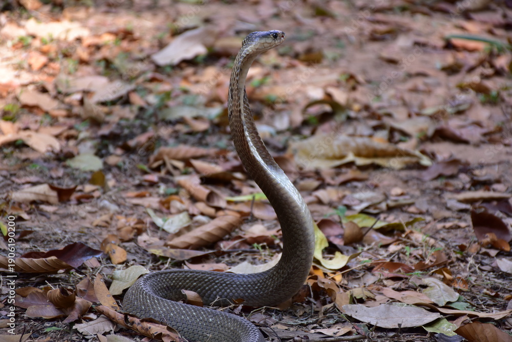 Obraz premium Naja kaouthia, Monocle,The monocled cobra (Naja kaouthia)
