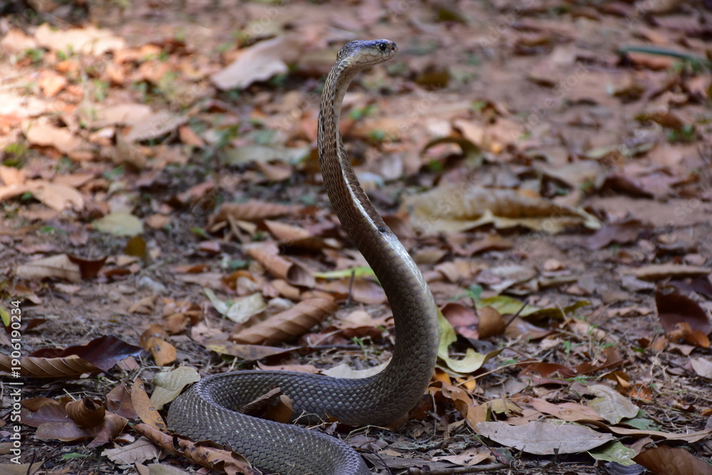 Fototapeta premium Naja kaouthia, Monocle,The monocled cobra (Naja kaouthia)