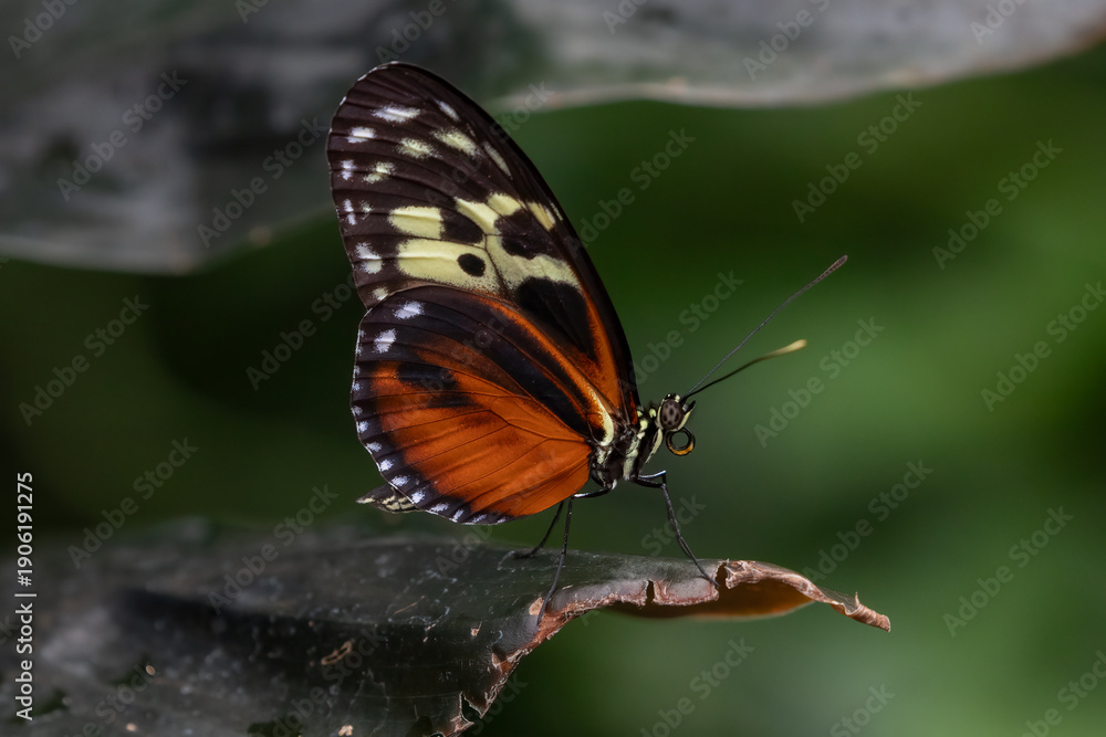 Obraz premium Tiger Longwing Butterfly Heliconius hecale perched insect with orange wings