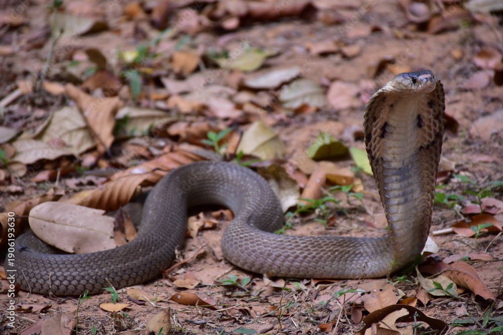 Obraz premium Adult Monocled cobra aka Naja kaouthia snake, Monocled cobra, Naja kaouthia, Naja kaouthia MONOCELLATE COBRA. Venomous. Photograph shows hood pattern