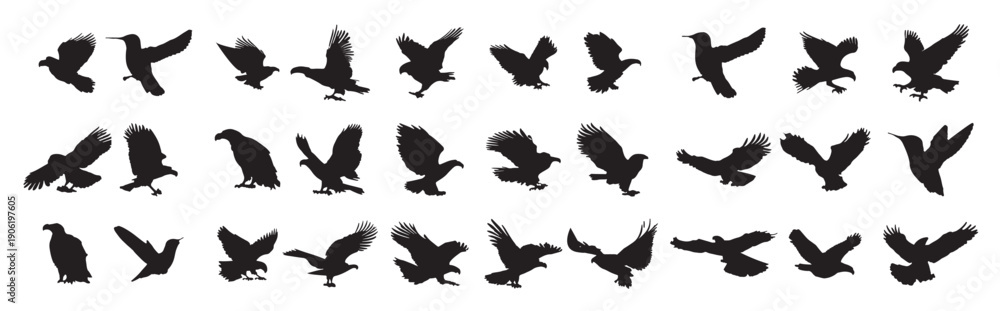 Fototapeta premium eagle silhouette on white background 