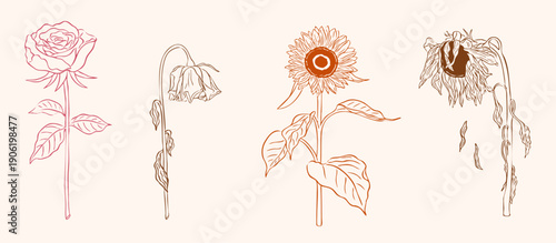 fresh and withered flower hand drawn sketch - rose and sunflower vector illustration set