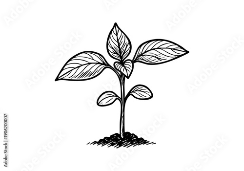 Sunflower Hand Drawn Illustration Vector by AZ for Books, Arts, Design and Decoration Graphic Asset