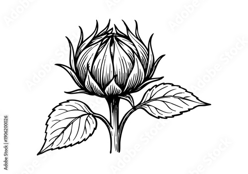 Sunflower Hand Drawn Illustration Vector by AZ for Books, Arts, Design and Decoration Graphic Asset