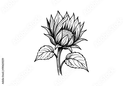 Sunflower Hand Drawn Illustration Vector by AZ for Books, Arts, Design and Decoration Graphic Asset