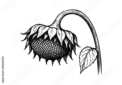 Sunflower Hand Drawn Illustration Vector by AZ for Books, Arts, Design and Decoration Graphic Asset