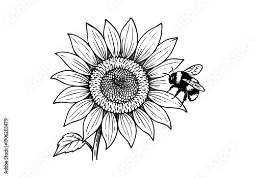 Sunflower Hand Drawn Illustration Vector by AZ for Books, Arts, Design and Decoration Graphic Asset