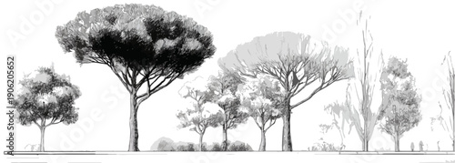 다양한 형태의 나무들이 가로로 배열된 투명한 수채화 풍의 흑백 스케치 일러스트레이션이며 조경 디자인이나 건축 도면의 식재 계획을 위한 깔끔하고 세련된 분위기의 그래픽 리소스 이미지입니다.