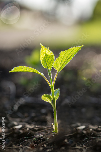 Young green seedling growing in fertile soil under warm sunlight. Symbol of business growth, startup success, financial investment.. Shallow depth of field with soft natural background