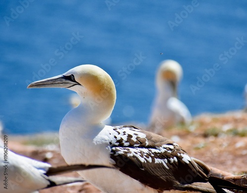 Foto Gannet on Bonaventure Island, Quebec