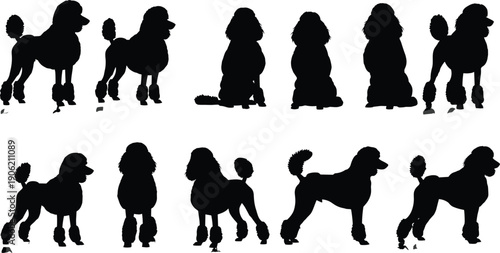Collection of Standard Poodle Dog Silhouettes in Various Poses, Groomed Canine Vector Illustration Set, Pet Animals and Show Dog Breed Design