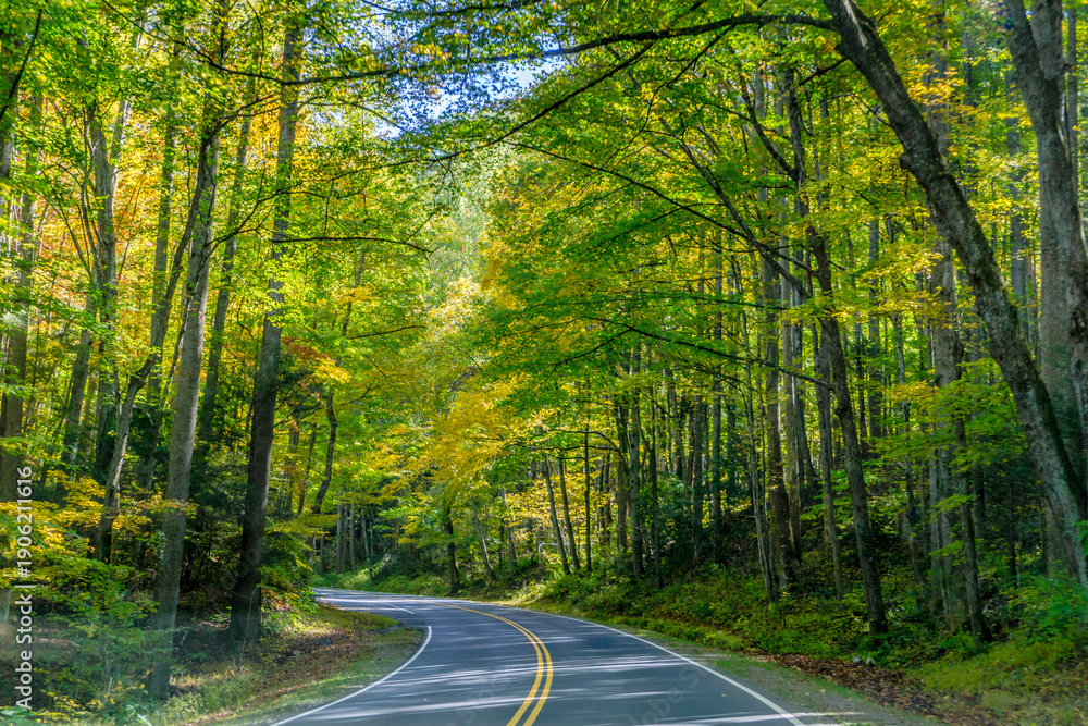 Fototapeta premium A road with trees on both sides and a yellow line