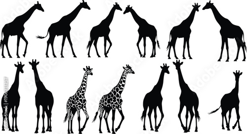 Collection of giraffe silhouettes and detailed giraffe illustrations in various standing and walking poses, perfect for wildlife vector artwork, animal design, and nature-themed graphics