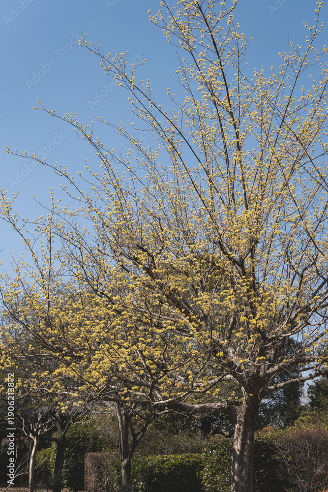 Obraz premium サンシュユ(Cornus officinalis)/伸びた枝に咲く黄色い花/日本埼玉県・3月