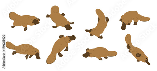 cute illustration set of a platypus in various poses