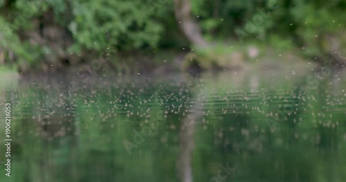 Swarm of mosquitoes hovering above green river water on the Una River in Bosnia. Natural freshwater scene showing insect activity in a forest ecosystem.