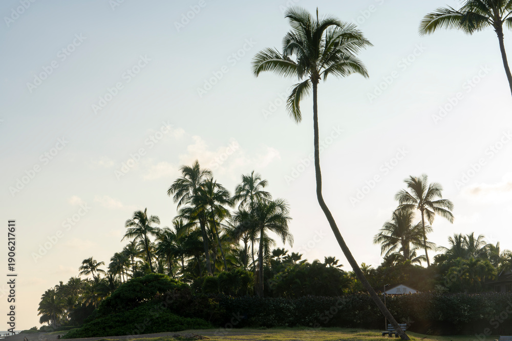 Obraz premium Evening Lighting for the Shadows of Island Life Photo/fram Illuminate the enchanting shadows of island life with the captivating beauty of evening light. 