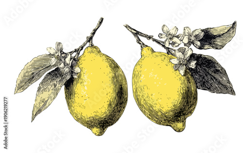 Zwei reife Zitronen mit Blättern und Blüten an Zweigen, transparent