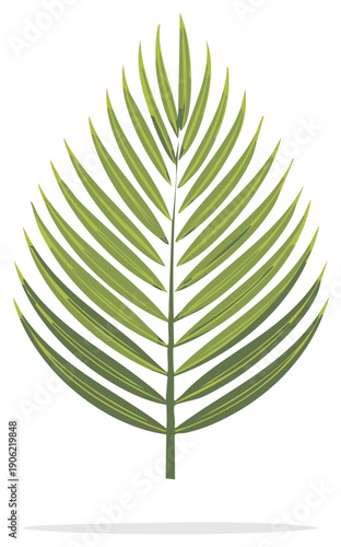 Simple palm frond illustration. Exotic green leaves design element isolated on white.