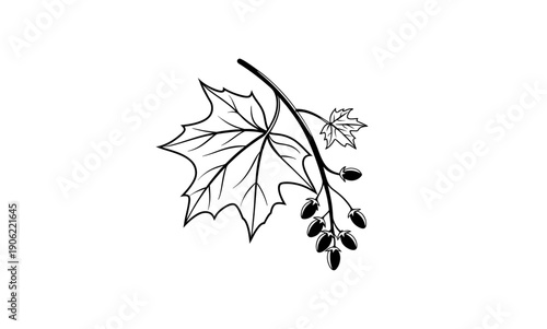 Hand-Drawn Maple Leaf Branch with Seeds – Minimalist Black and White Botanical Vector Illustration