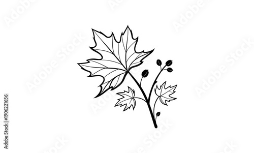 Hand-Drawn Maple Leaf Branch with Seeds – Minimalist Black and White Botanical Vector Illustration