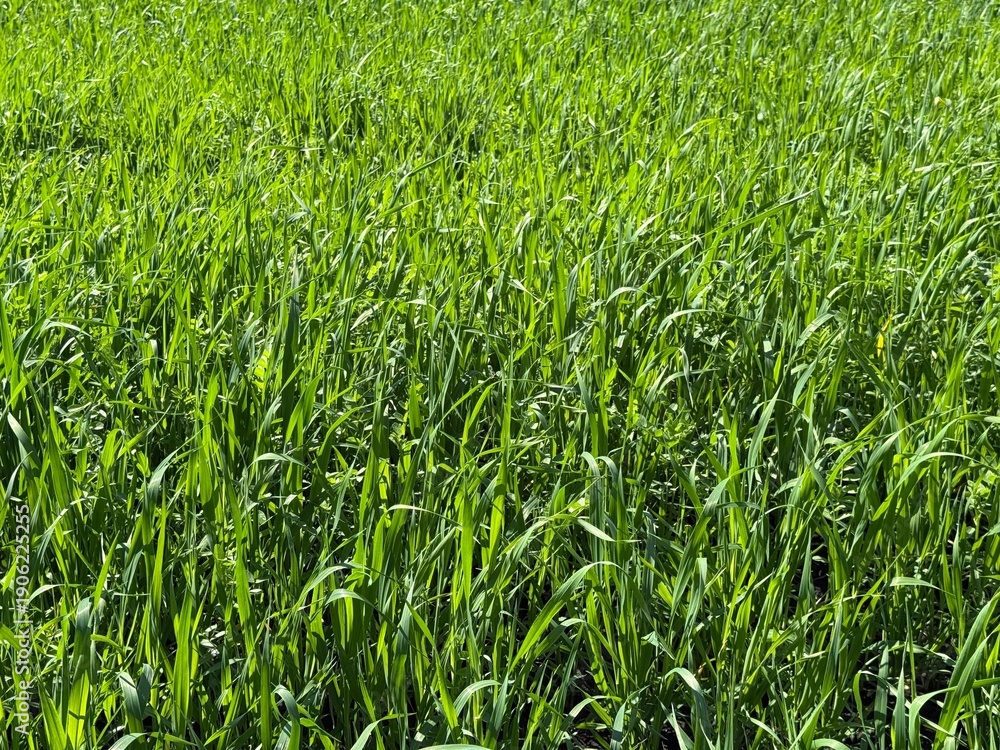 Fototapeta premium Field green grass cereal barley wheat.